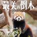 全網最紅的動物園，一棵倒下的樹火了